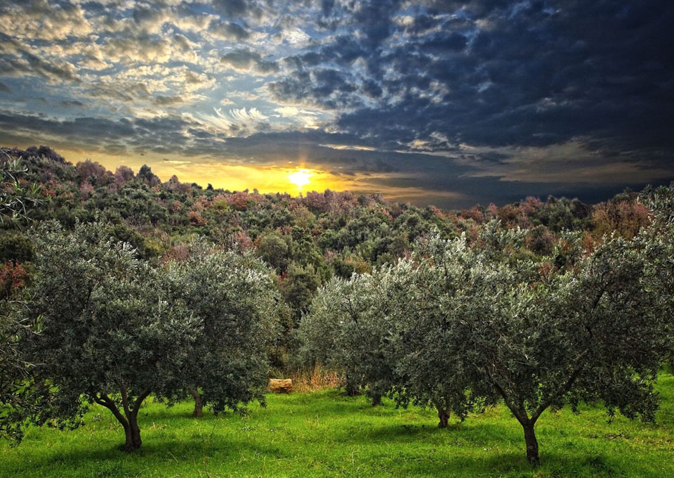 Olive Cultivation