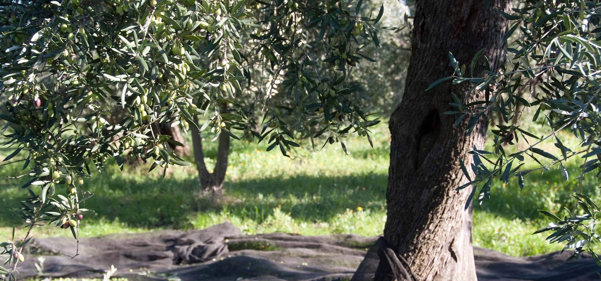 Extra Virgin Olive Oil Harvesting Campaign 2020